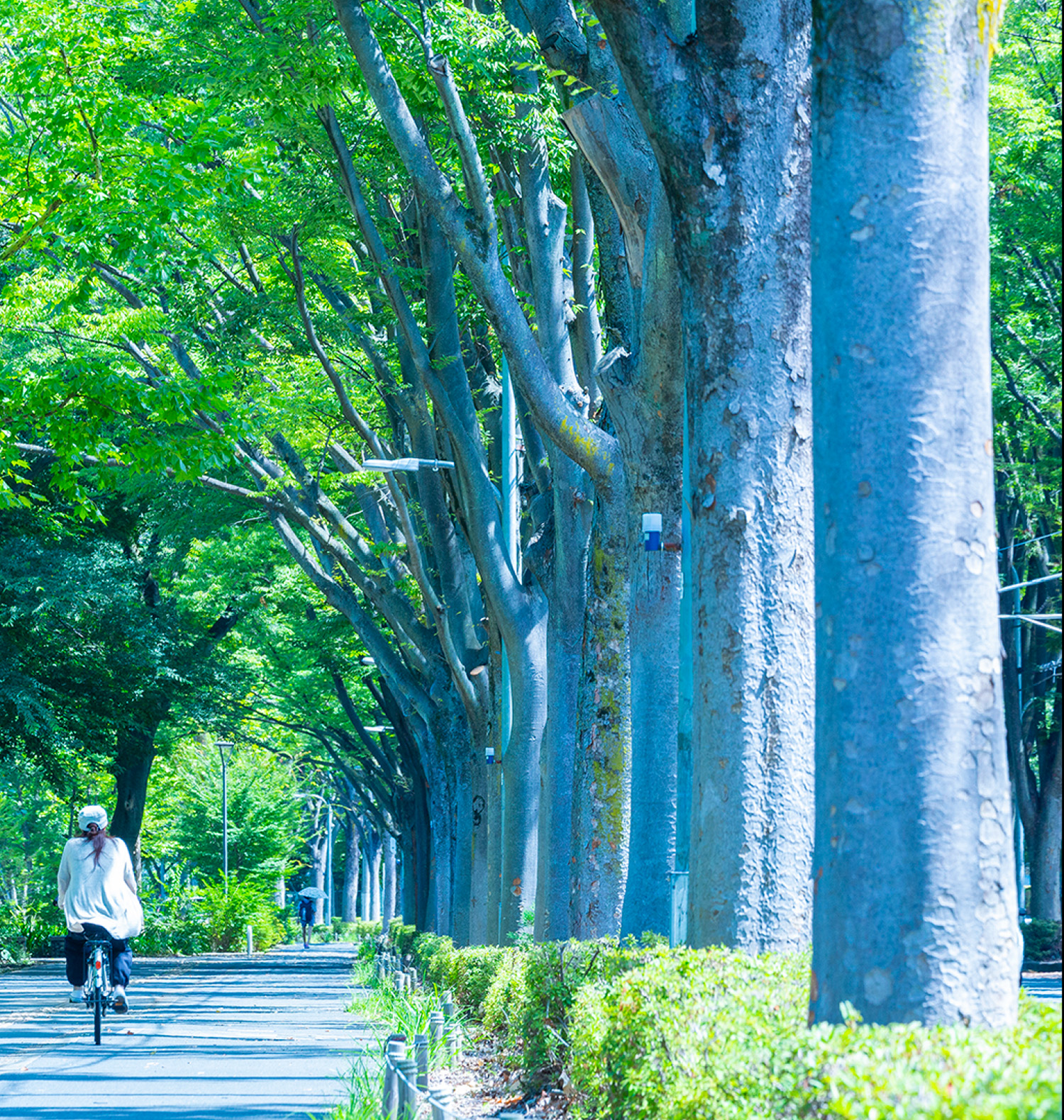 公園通り